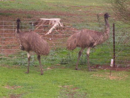 Cape Jervis Station - Taree Accommodation 1