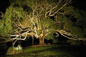 Adelaide Hills Country Cottages - The Nest - Taree Accommodation 4