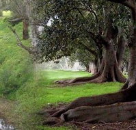 Rivergum Cottage - Taree Accommodation