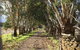 Peppertree - Mintaro - thumb 6