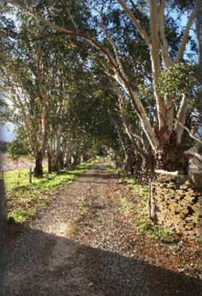 Peppertree - Mintaro - Taree Accommodation 6