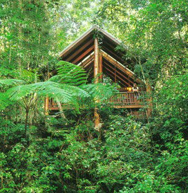 The Canopy Rainforest Tree Houses And Wildlife Sanctuary - Taree Accommodation 5