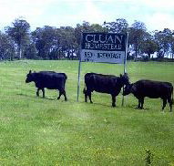 Cluan Homestead - The Managers Residence - Taree Accommodation