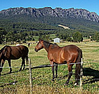 Hurlfield Farm Cottage - Taree Accommodation