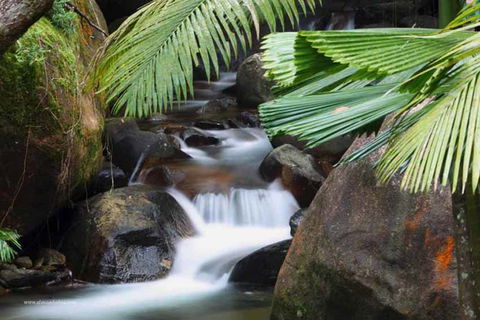 Daintree Secrets (Award Winning Retreat) - Taree Accommodation 1