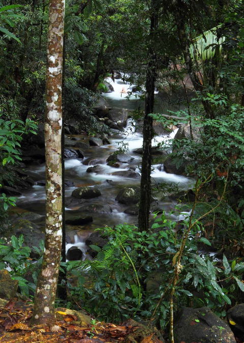 Daintree Secrets (Award Winning Retreat) - Taree Accommodation 2