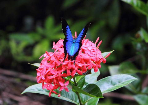 Daintree Secrets (Award Winning Retreat) - Taree Accommodation 5