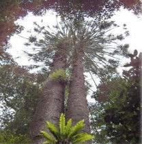 Moorlands Country Retreat - Taree Accommodation 0