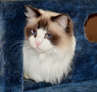 Crufts K9 Lodge amp Cat Hotel - Taree Accommodation