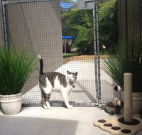 Caringbah Cat Hotel - Taree Accommodation