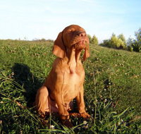 Wingham Pet Motel - Taree Accommodation