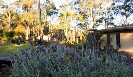 Wild Edge Retreat - Taree Accommodation 2