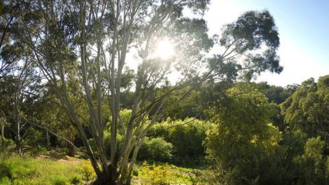 Springs Creek - Taree Accommodation 4