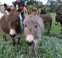 Donkey Tales Farm Cottages - Taree Accommodation