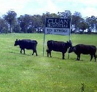 Cluan Homestead - Taree Accommodation