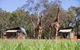 Zoofari Lodge, Taronga Western Plains Zoo - thumb 13