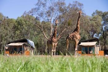 Zoofari Lodge, Taronga Western Plains Zoo - Taree Accommodation 13