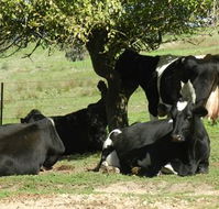 Willy's Holiday House - Taree Accommodation