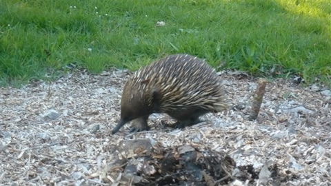 Sabrelyn Park - Taree Accommodation 5