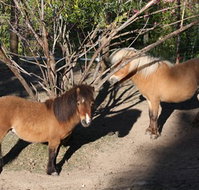 Cloud End Farmstay - Taree Accommodation