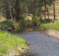Murphy's Cabin - Taree Accommodation