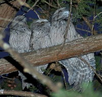 BIG4 Kelso Sands Holiday  Native Wildlife Park - Taree Accommodation