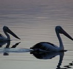 Lakeview Motor Inn - Belmont - Taree Accommodation