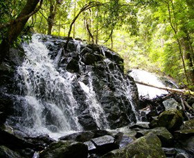 Bellthorpe Stays - Nature's Retreat - Taree Accommodation 1