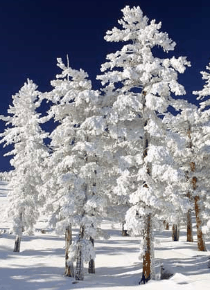 Mt Buller Apartment Management Services - Taree Accommodation