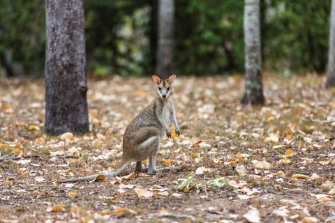 Carnarvon National Park Camping - Taree Accommodation 2