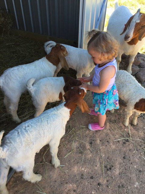 Yalooka Farm - Taree Accommodation 7