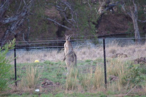 Yalooka Farm - Taree Accommodation 9