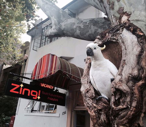 Zing! Backpackers Hostel - Taree Accommodation 0