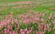 Eden Orchard And Farmstay - thumb 4