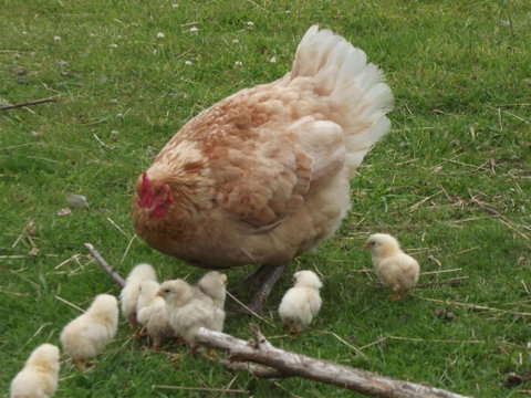 Eden Orchard And Farmstay - Taree Accommodation 5