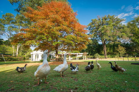 Kalinya Estate - Taree Accommodation 8
