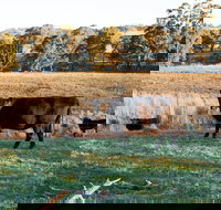 Lone Pine Homestead - Taree Accommodation