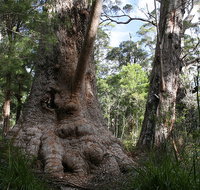 Valley of the Giants Cottage - Taree Accommodation