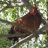 Perth City Farm Organic Markets - Taree Accommodation 3