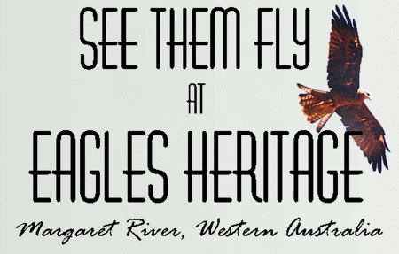 Eagles Heritage Raptor Wildlife Centre - Taree Accommodation