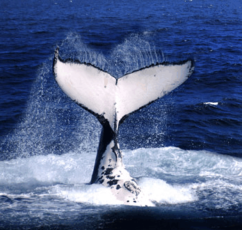 Brisbane Whale Watching - Taree Accommodation
