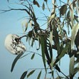 Dianne Tanzer Gallery & Projects - Taree Accommodation 1