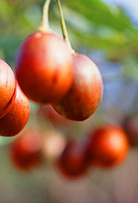 Cudgen NSW Taree Accommodation