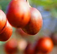 Tropical Fruit World - Taree Accommodation