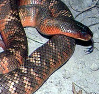 Armadale Reptile  Wildlife Centre - Taree Accommodation