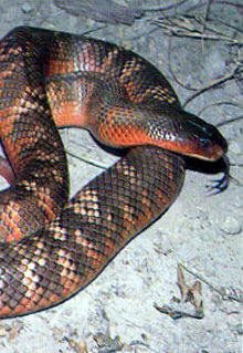 Armadale Reptile & Wildlife Centre - Taree Accommodation 0