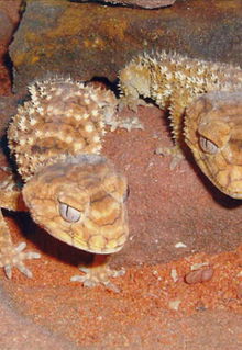 Armadale Reptile & Wildlife Centre - Taree Accommodation 1