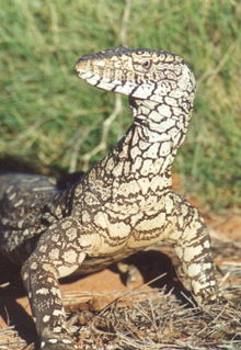 Armadale Reptile & Wildlife Centre - Taree Accommodation 3