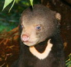 Perth Zoo - Taree Accommodation