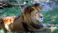 Mogo Zoo - Taree Accommodation 1